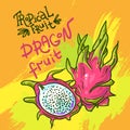 Hand drwan vector fruit