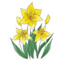 Hand drwan watercolor yellow daffodil composition. Isolated on white background. Scrapbook, post card, banner, label