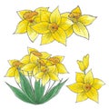 Hand drwan watercolor yellow daffodil composition. Isolated on white background. Scrapbook, post card, banner, label