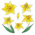 Hand drwan watercolor yellow daffodil elements. Isolated on white background. Scrapbook, post card, banner, label