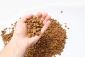 Hand with dry pet food against a pile of dry food on a white background