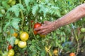 Hand of an elder man picking a tomato