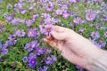 The hand of the elderly farmer keeps bright autumn purple chry