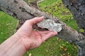 The hand of an elderly grandpa farmer removes the cement patch Royalty Free Stock Photo