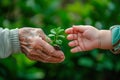 Hand of elderly man giving young plant to child& x27;s hand on green natural background. Royalty Free Stock Photo