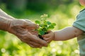 Hand of elderly man giving young plant to child& x27;s hand on green natural background Royalty Free Stock Photo