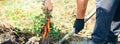 Hand of elderly man pulling ecologically grown carrots from the garden. Shallow depth of focus. Concept agro culture. long banner Royalty Free Stock Photo