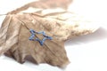 hand embroidery on sycamore leaf in front of white background - star theme - autumn / winter decoration