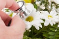 Hand examining flower by stethoscope Royalty Free Stock Photo