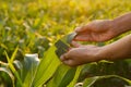 Expert farmer checking crop plant health