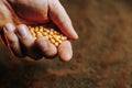 Hand of expert farmer man holding peas seeds of vegetables on healthy soil at organic farm