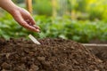 Hand of expert farmer sowing a seed of legumes on soil