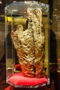 Hand of Faith gold nugget on display at Golden Nugget casino in Las Vegas