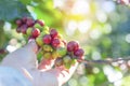 Hand of farm worker harvesting raw Coffee beans plantation on agriculture fresh farm ready to harvest for coffee industry