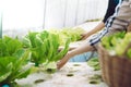 Hand of farmer couple collect hydroponic, organic vegetables in greenhouse owner small business