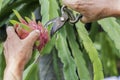 Hand farmer are cuting Dragon fruit.