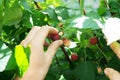 Hand of farmer gathering raspberry, fresh healthy