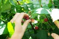 Hand of farmer gathering raspberry, fresh eating