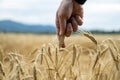 Hand of a farmer gently touch a ripening golden ear of wheat Royalty Free Stock Photo