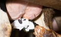 Hand of farmer in gloves wiping udder of cow with napkin for disinfection