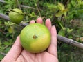 Hand farmer hold on fresh lime with ladybug, green lemon infarm. Thai herb and fruit.