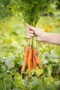 Hand Of Farmer Holding Fresh Carrots. Royalty Free Stock Photo