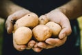 Farmers hands with freshly harvested vegetables. Fresh bio potatoes Royalty Free Stock Photo