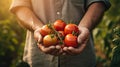 Hand of farmer holding fresh tomato Royalty Free Stock Photo