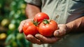 Hand of farmer holding fresh tomato Royalty Free Stock Photo