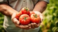 Hand of farmer holding fresh tomato Royalty Free Stock Photo