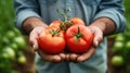 Hand of farmer holding fresh tomato Royalty Free Stock Photo
