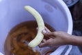 Hand of women holding a peeled tamarind prepare to be food processing into pickled tamarind.