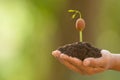 Hand of farmer holding young sprout of Afzelia, Doussie or Makha mong tree on green garden blur background. Growth and environment