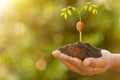 Hand of farmer holding young sprout of Afzelia, Doussie or Makha mong tree on green garden blur background. Growth and environment