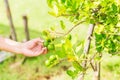 Hand farmer pick lemon from lemon tree in the morning.