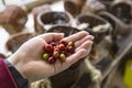 Hand farmer picking coffee bean in coffee process agriculture background