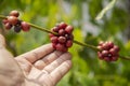 Hand farmer picking coffee in the plant