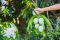 Hand farmer picking mango in organic farm
