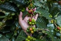 Hand farmer picking and showing coffee bean in coffee agriculture