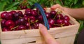 Hand farmer picking sweet cherry in process, agriculture background, Ripe red berries, fresh fruits in the basket, close Royalty Free Stock Photo