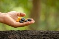 Hand of farmer planting a black seeds of Afzelia, Doussie or Makha mong tree in soil. Growth and environment concept