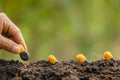 Hand of farmer planting a black seeds of Afzelia, Doussie or Makha mong tree in soil. Growth and environment concept