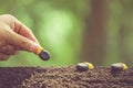 Hand of farmer planting a black seeds of Afzelia, Doussie or Makha mong tree in soil. Growth and environment concept