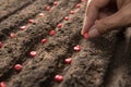 Hand of farmer planting seeds in soil Royalty Free Stock Photo