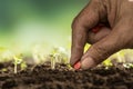 Hand of farmer planting seeds in soil Royalty Free Stock Photo