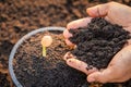 Hand of farmer planting young sprout of Afzelia, Doussie or Makha mong tree in soil. Growth and environment concept