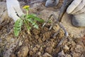 Hand farmer remove weeds from the soil