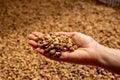 Hand of farmer showing coffee bean in sun dry process process coffee beans dry. drying coffee beans. drying after thorough Royalty Free Stock Photo