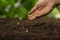 Hand sowing seed on soil at garden