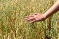 Hand of farmer touches ears of rye oats. Green ears with seeds of cereals rye wheat oats Royalty Free Stock Photo